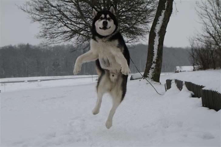 Alaskan malamute Ran Haubrad Dragemund  billede 19