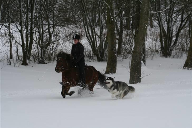 Alaskan malamute Ran Haubrad Dragemund  billede 20
