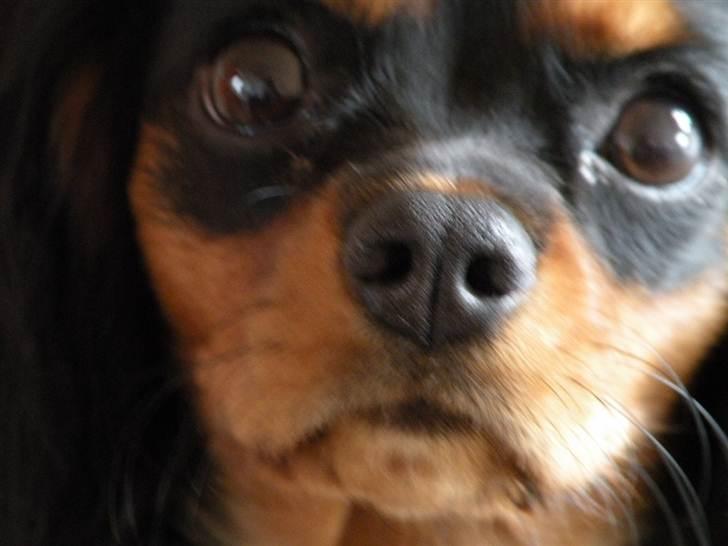 Cavalier king charles spaniel - Carla - 1 år - Frække ;D billede 15