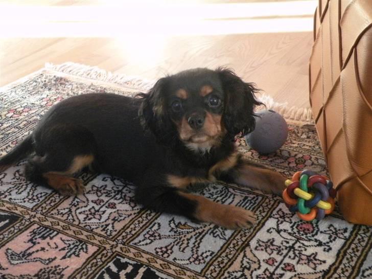 Cavalier king charles spaniel - Carla - 1 år - Lille hund! ;D billede 16