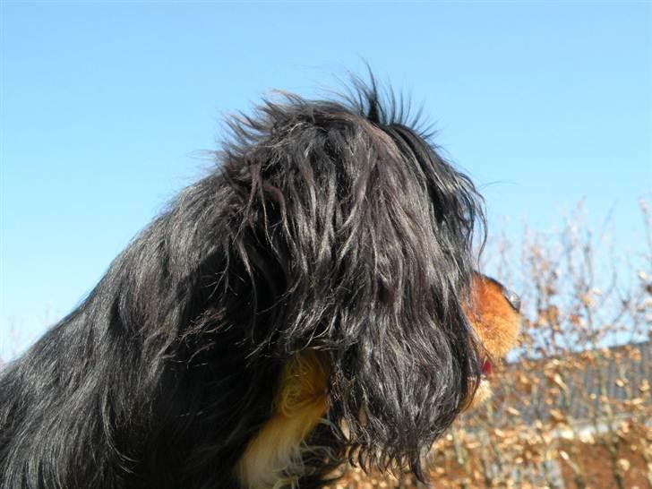 Cavalier king charles spaniel - Carla - 1 år - Carla! ;D billede 17