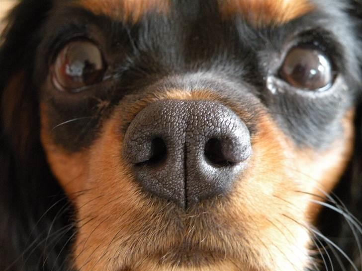Cavalier king charles spaniel - Carla - 1 år - Næsen.. :D billede 18