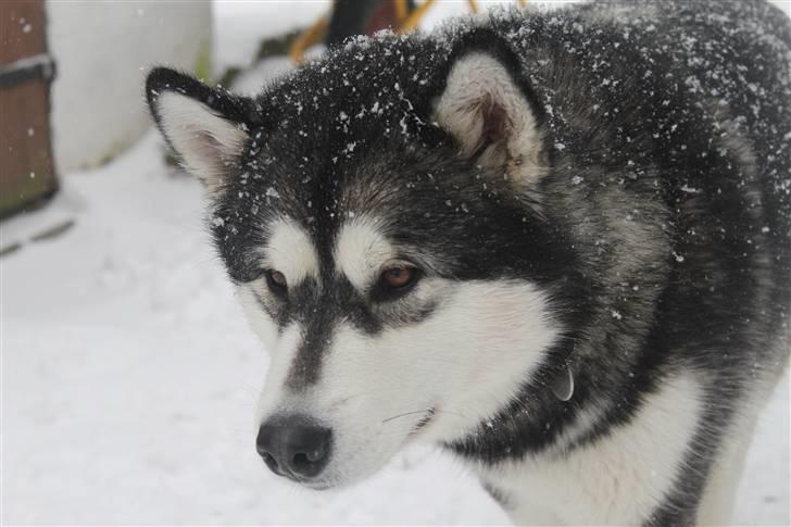 Alaskan malamute Pink billede 12
