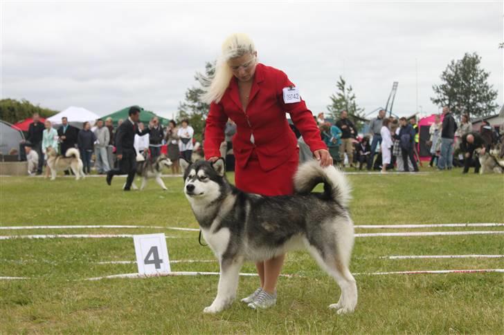 Alaskan malamute Pink - World dog show 2010 billede 13