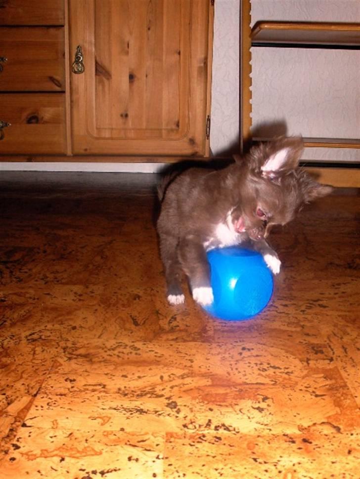 Chihuahua Anakin billede 13