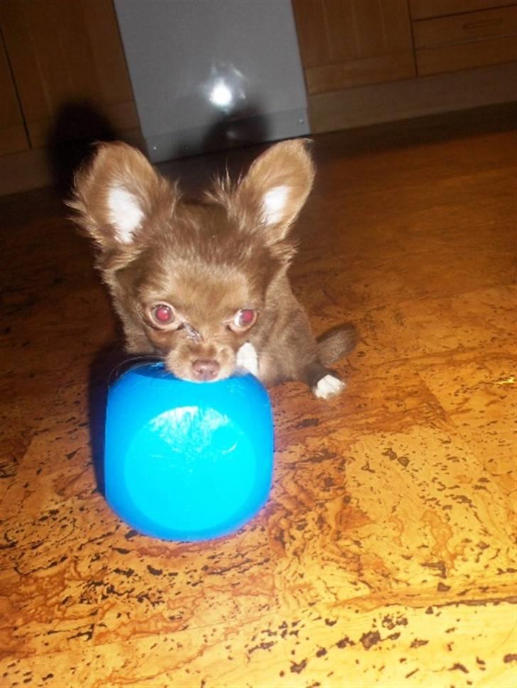 Chihuahua Anakin billede 14