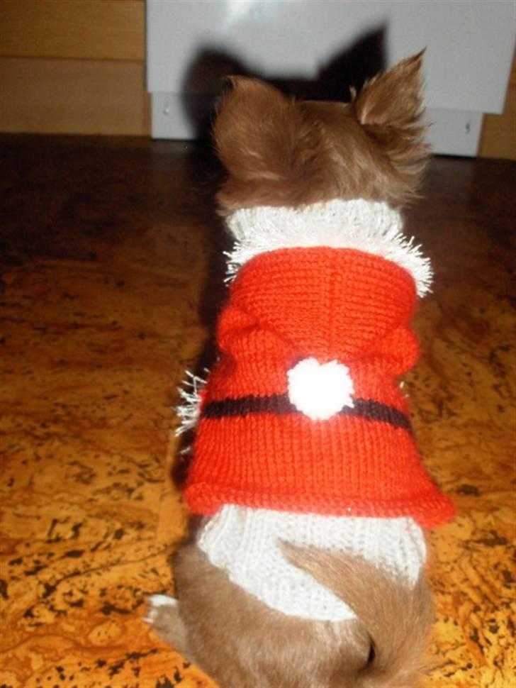 Chihuahua Anakin billede 15