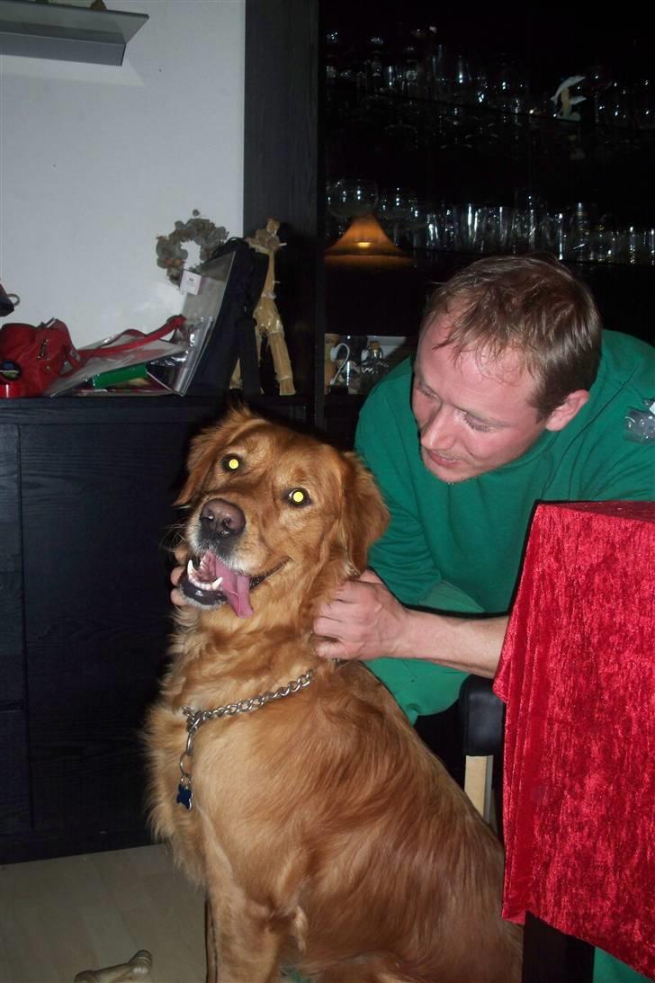 Golden retriever Felix billede 1