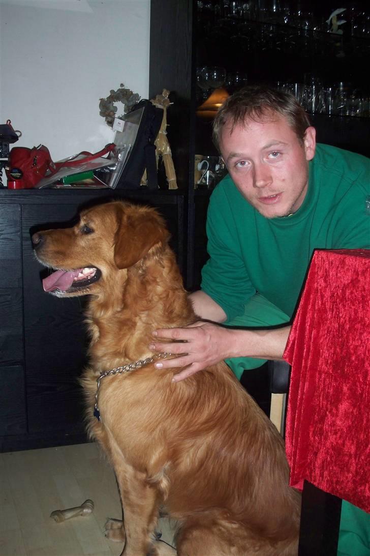 Golden retriever Felix billede 2