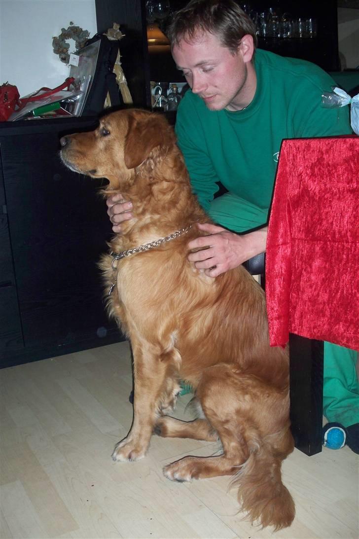 Golden retriever Felix billede 3