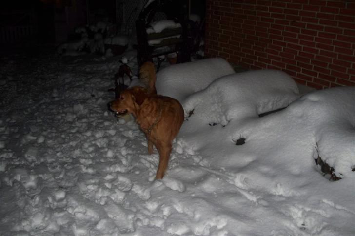 Golden retriever Felix billede 4