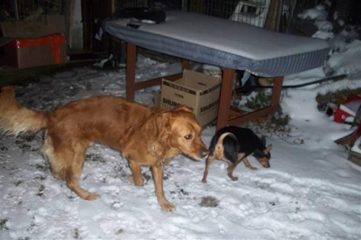 Golden retriever Felix billede 5