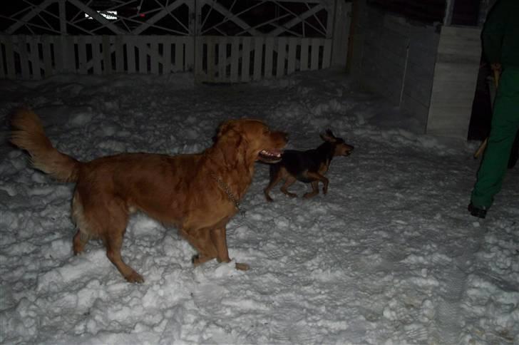 Golden retriever Felix billede 6