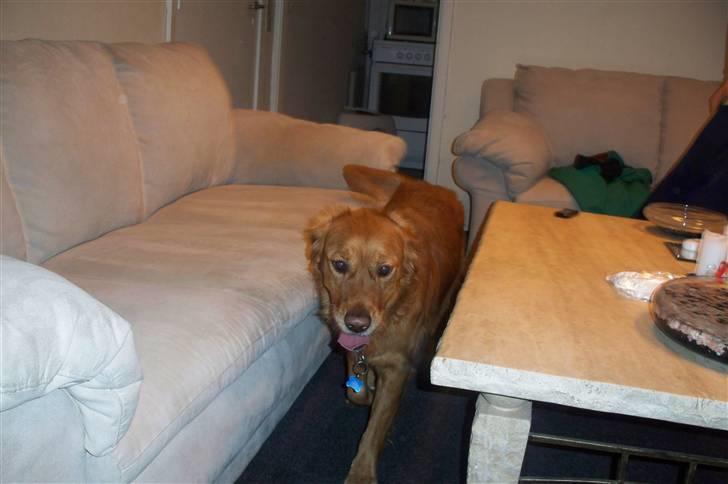 Golden retriever Felix billede 7