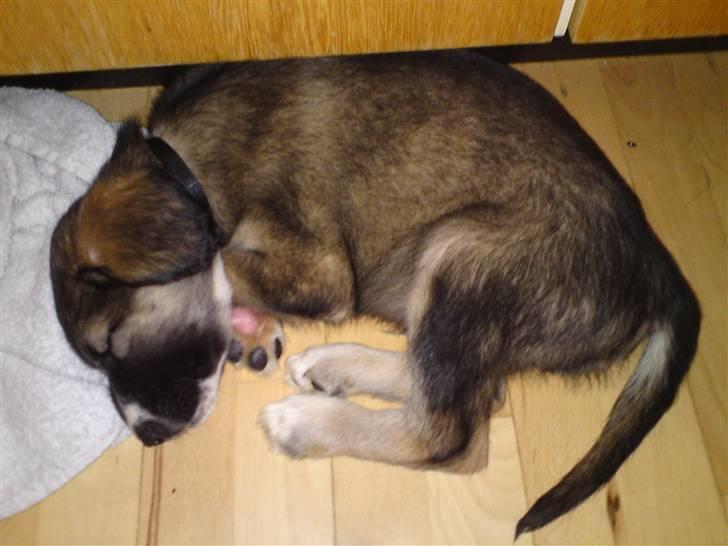 Blanding af racer Tyron - sovende Tyron :) ca 10 uger gammel billede 1