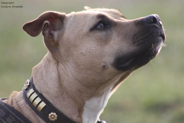 Amerikansk staffordshire terrier *UniQue* <3 Himmelhund <3 - True Staff´s Roll Royce, aka UniQue billede 20