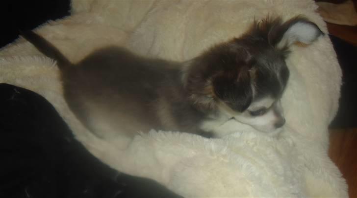 Chihuahua Snoopy billede 5