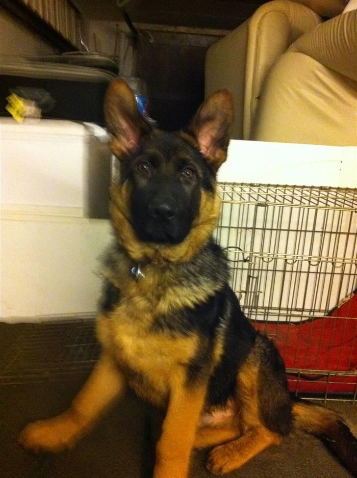 Schæferhund Efe (Amin) - Hmm meget seriøs :)  4,5 mdr billede 9