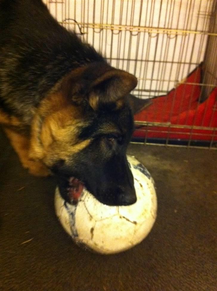 Schæferhund Efe (Amin) billede 10