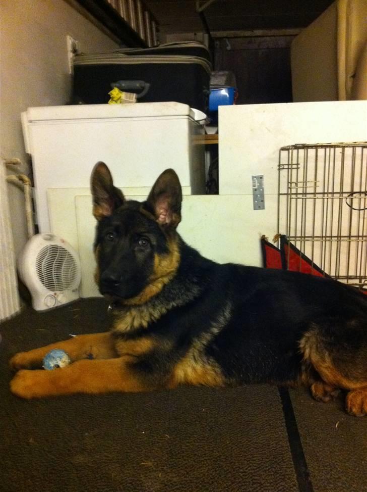 Schæferhund Efe (Amin) billede 11