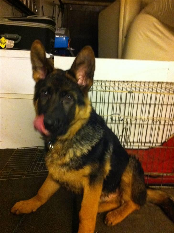 Schæferhund Efe (Amin) billede 12