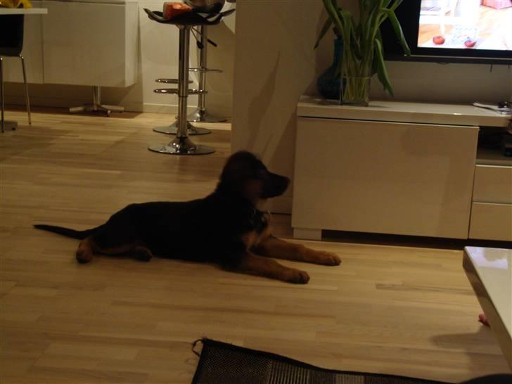 Schæferhund Efe (Amin) billede 13