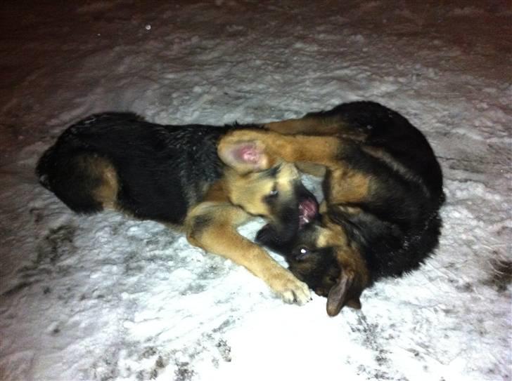 Schæferhund Efe (Amin) billede 15