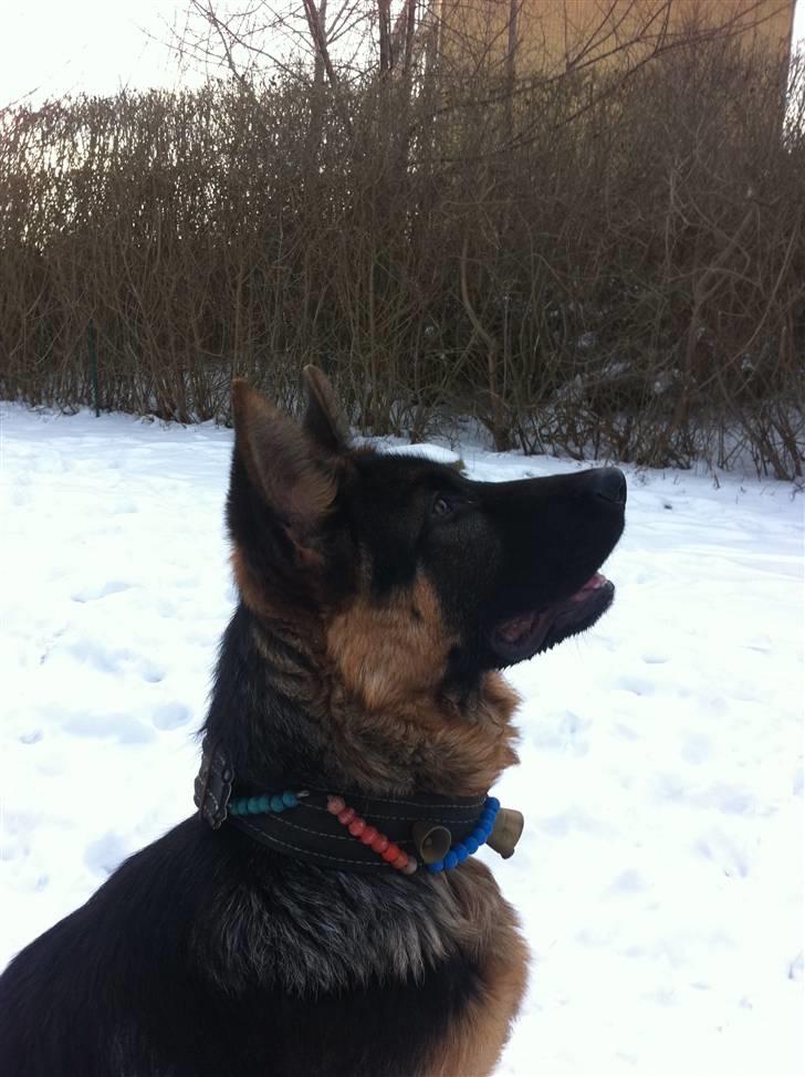 Schæferhund Efe (Amin) billede 16