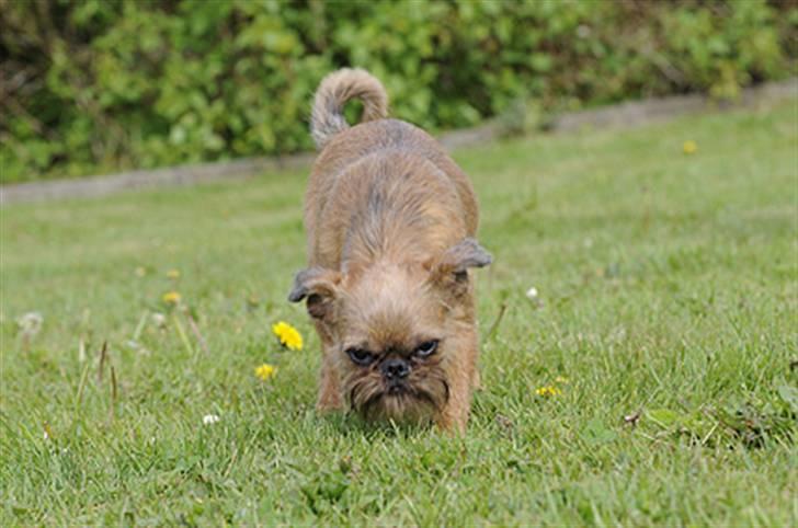 Griffon bruxellois Belle DKCH - Belle sommer 2010 - Foto: Betina Nielsen, StarPhoto.dk billede 13