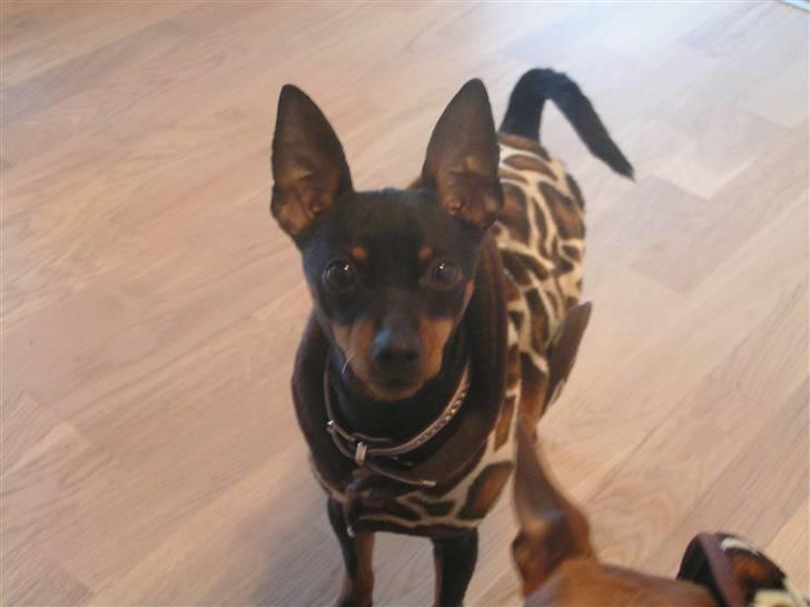 Dvaergpinscher coco billede 13