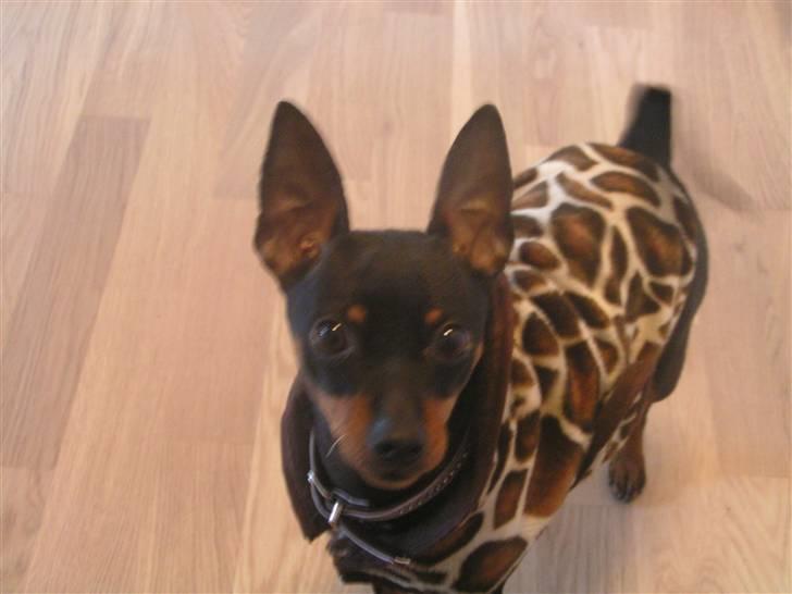Dvaergpinscher coco billede 14