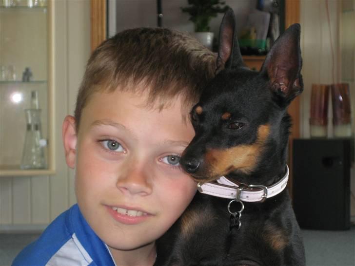 Dvaergpinscher coco billede 16