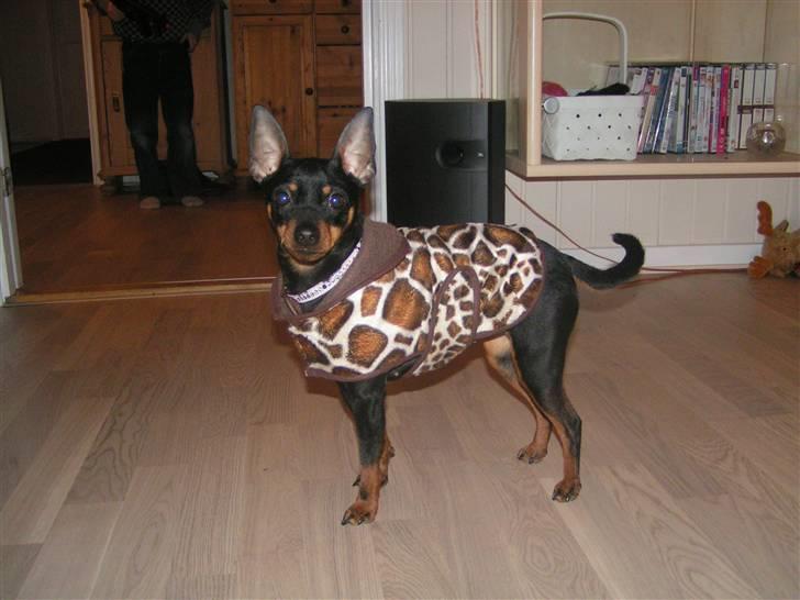 Dvaergpinscher coco billede 18