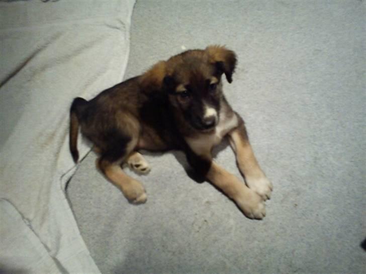 Blanding af racer Tyron - Min guldklump ;) 8 uger gammel billede 2