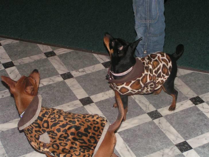 Dvaergpinscher Rollo billede 10