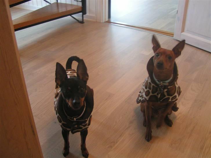 Dvaergpinscher Rollo billede 11