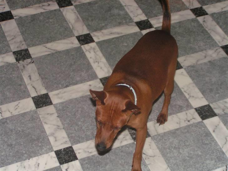 Dvaergpinscher Rollo billede 12