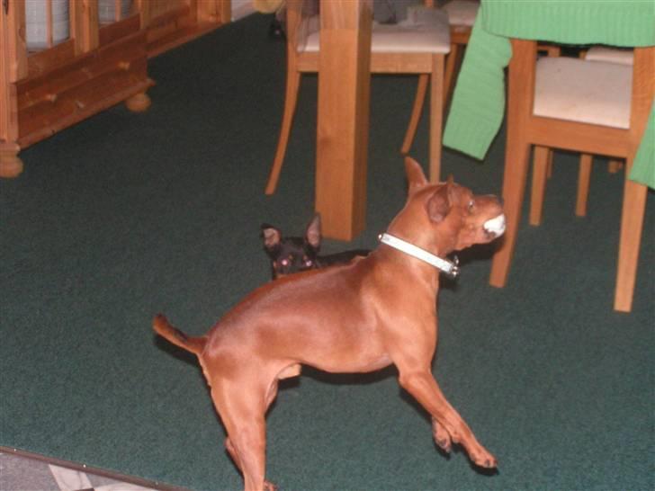 Dvaergpinscher Rollo - rollo`s ynglings beskæftigelse...............at spille bold er livet...hundens svar på ronaldo billede 14