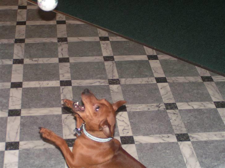 Dvaergpinscher Rollo billede 15