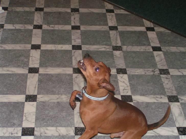 Dvaergpinscher Rollo billede 16