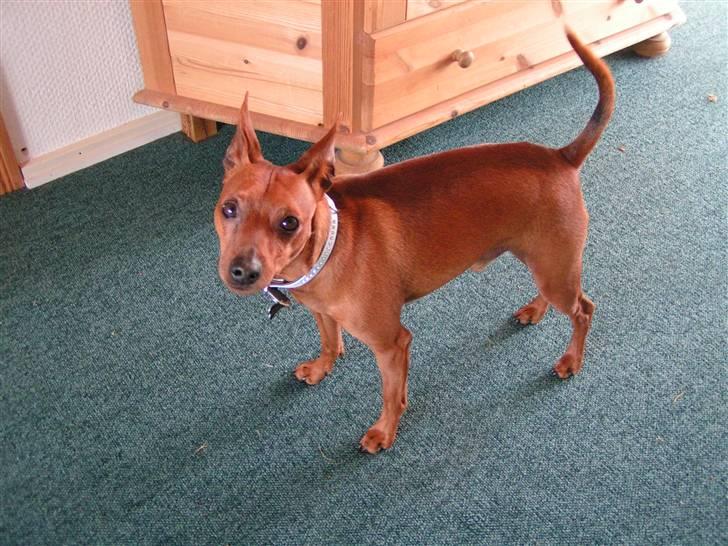 Dvaergpinscher Rollo billede 17