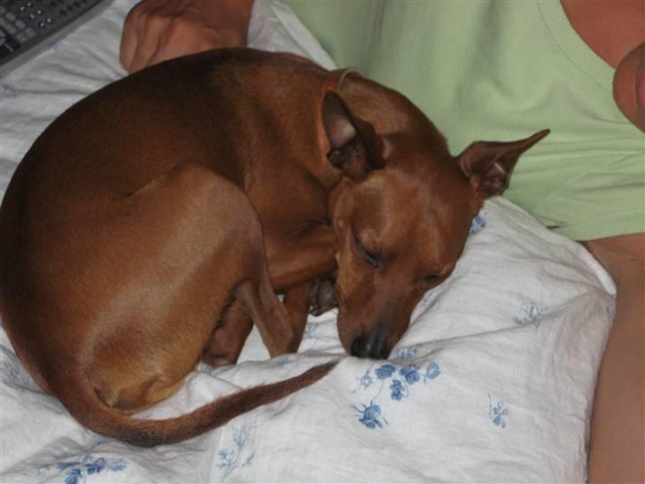 Dvaergpinscher Rollo billede 18