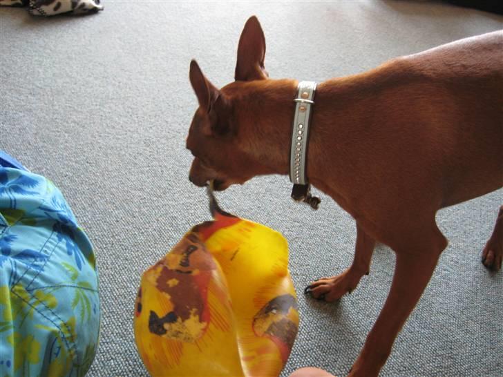 Dvaergpinscher Rollo billede 19