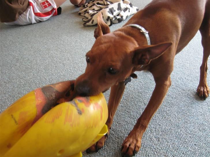 Dvaergpinscher Rollo billede 20