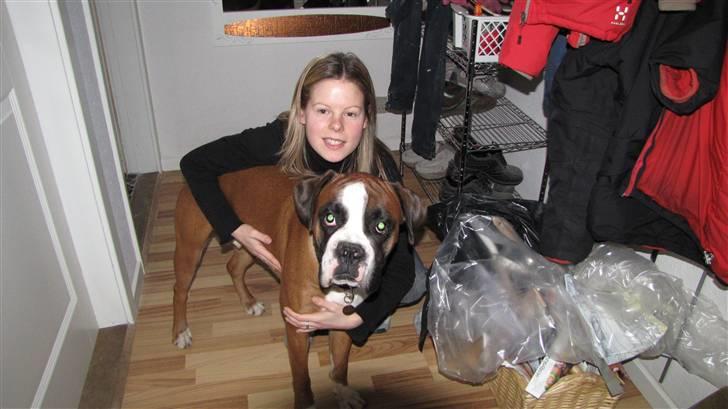 Boxer Lucas billede 14