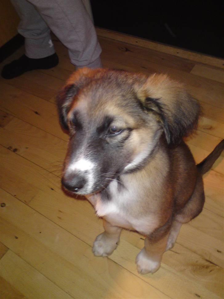 Blanding af racer Tyron - sådan ser han ud nu :) billede 3