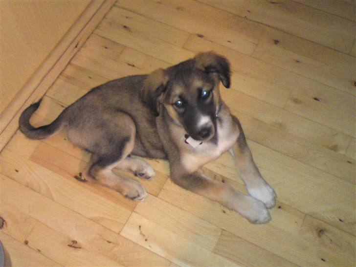 Blanding af racer Tyron - dejlige dreng :D billede 4