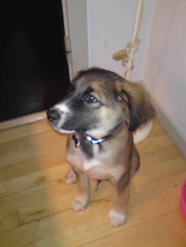 Blanding af racer Tyron - Tyron  <3 billede 5