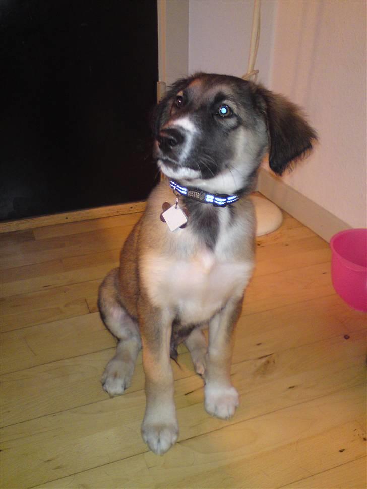 Blanding af racer Tyron - miin basse dreng :) billede 6