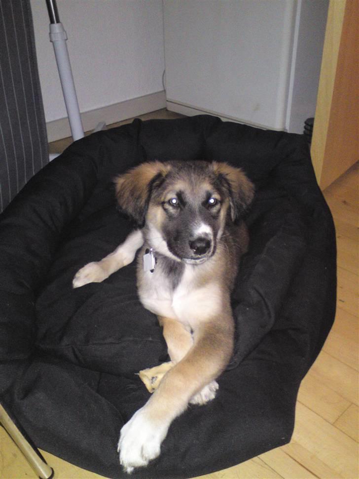 Blanding af racer Tyron - han er bare mega skøn her :D billede 7